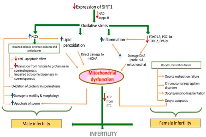 https://cdn.ncbi.nlm.nih.gov/pmc/blobs/95ca/8562188/8ad9de244349/gr1.jpg