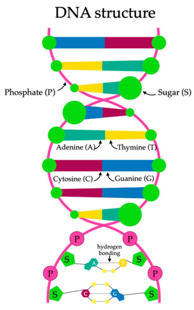 https://cdn.ncbi.nlm.nih.gov/pmc/blobs/95cb/10970185/028551728401/ijms-25-03126-g004.jpg