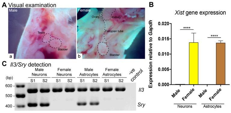 https://cdn.ncbi.nlm.nih.gov/pmc/blobs/95cb/6514911/f47fe07f2d8d/ijms-20-01845-g001.jpg