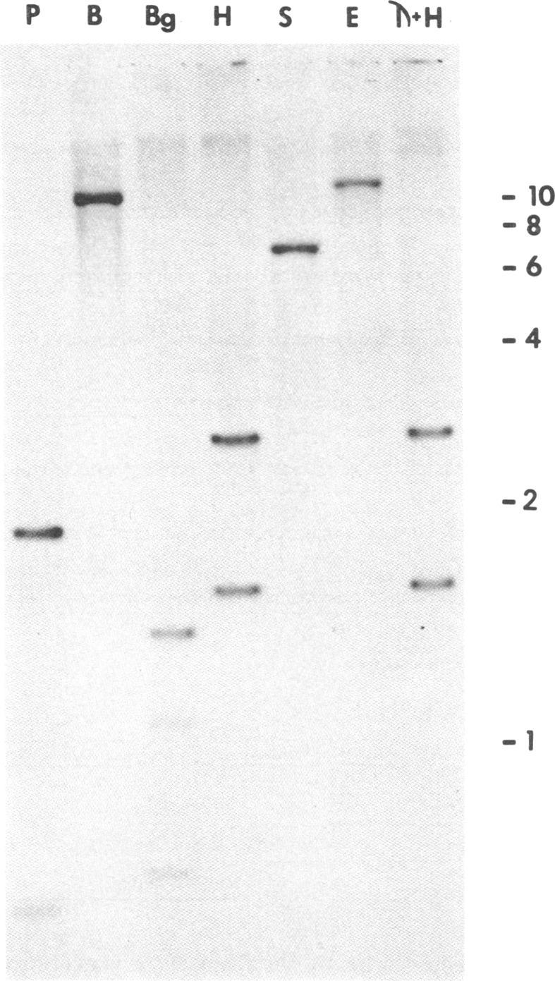 https://cdn.ncbi.nlm.nih.gov/pmc/blobs/95cc/393497/4dc2a84ff184/pnas00630-0019-b.jpg