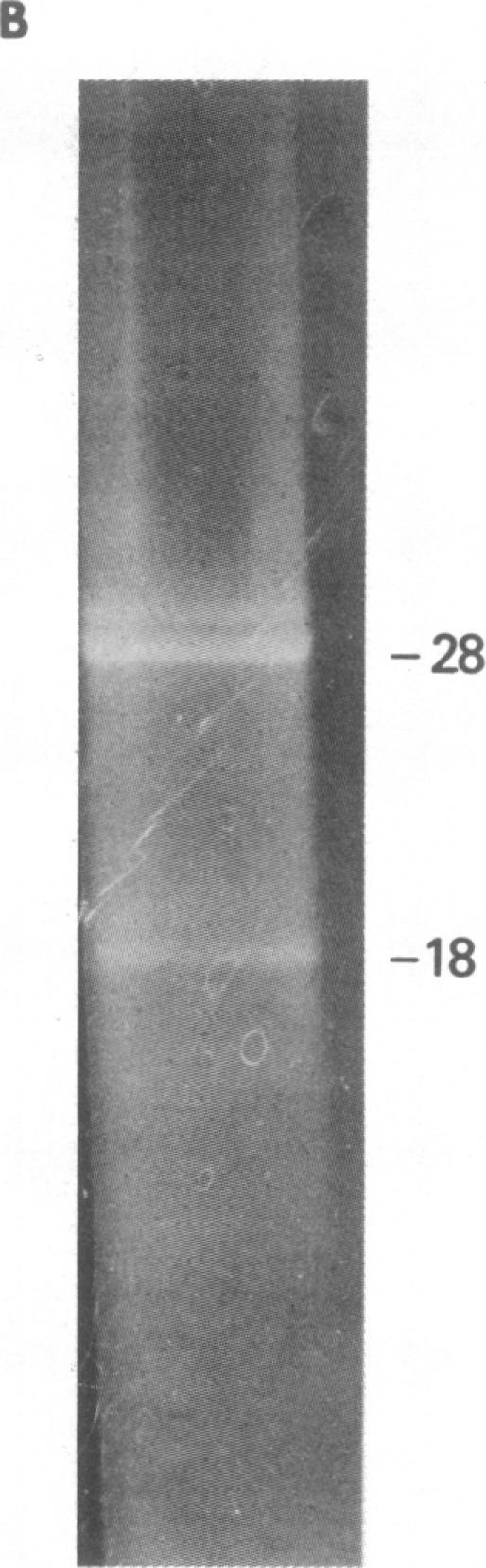 https://cdn.ncbi.nlm.nih.gov/pmc/blobs/95cc/393497/d3849f1c3c3c/pnas00630-0020-b.jpg