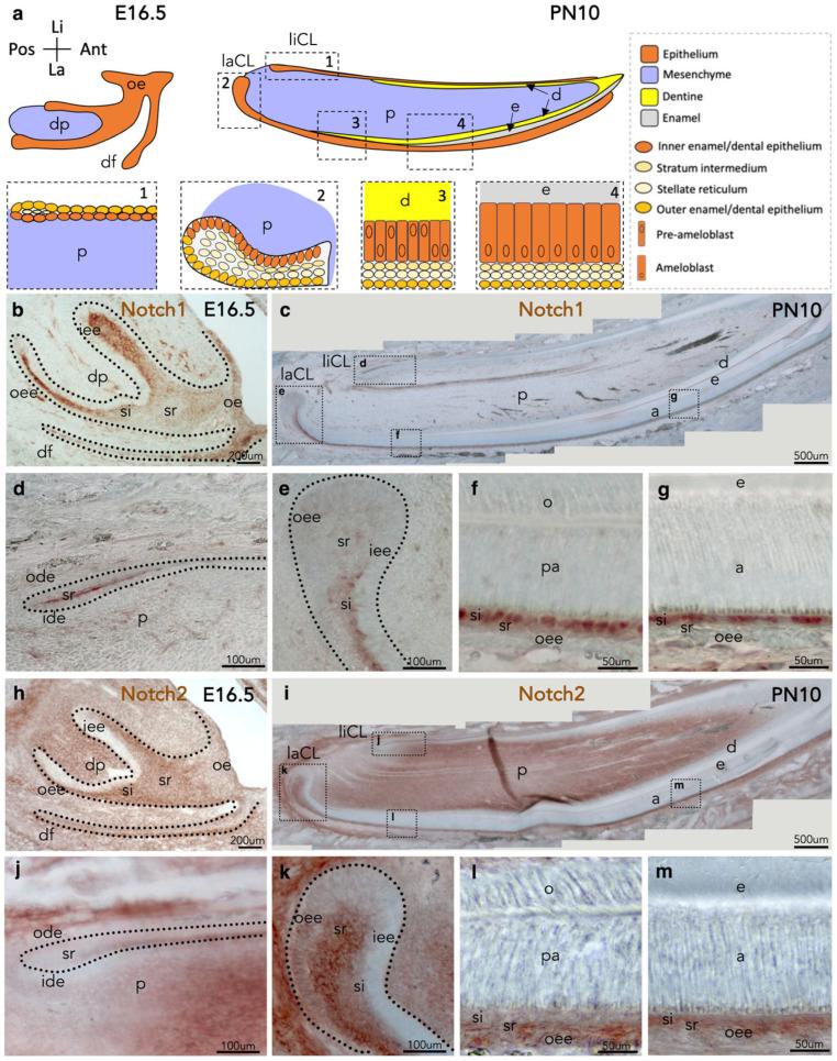 https://cdn.ncbi.nlm.nih.gov/pmc/blobs/95d4/12345687/21e8e065f6db/cells-14-01224-g001.jpg