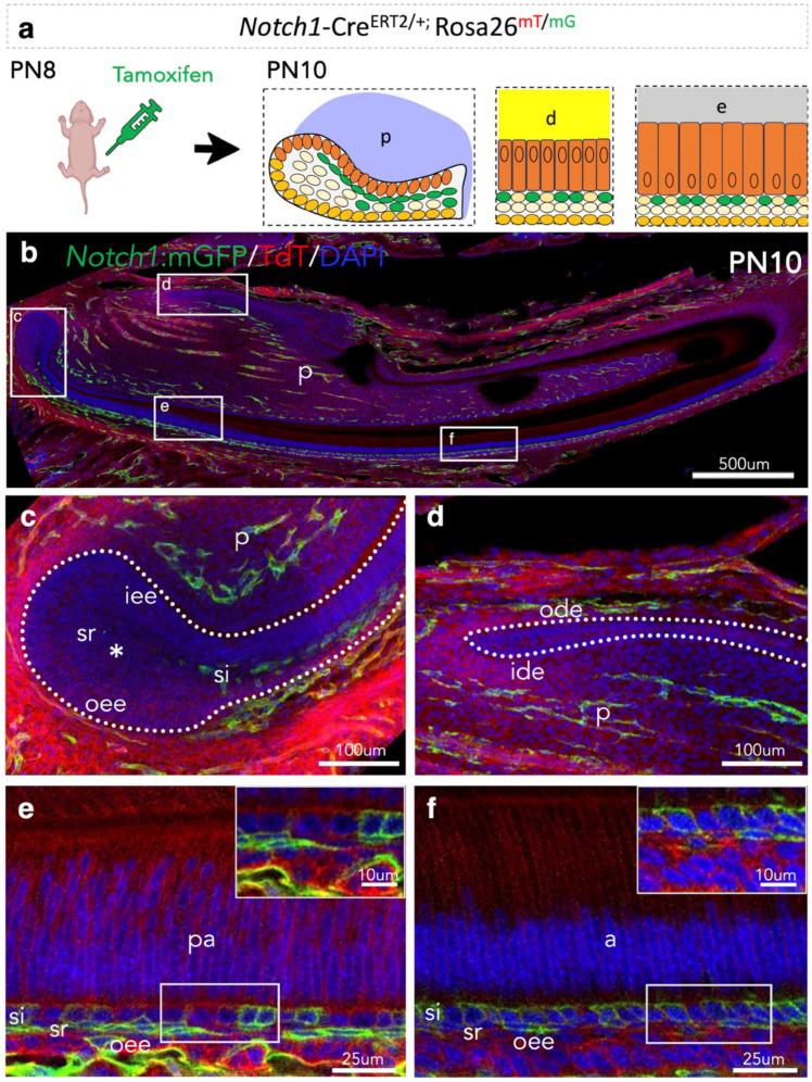 https://cdn.ncbi.nlm.nih.gov/pmc/blobs/95d4/12345687/6715fd23f485/cells-14-01224-g002.jpg