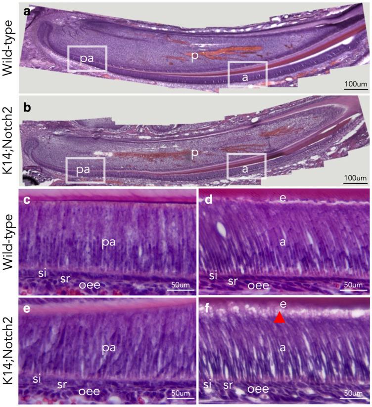 https://cdn.ncbi.nlm.nih.gov/pmc/blobs/95d4/12345687/aef31420235d/cells-14-01224-g005.jpg