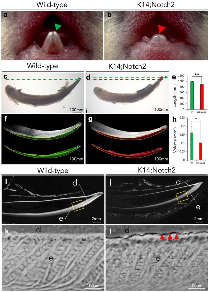 https://cdn.ncbi.nlm.nih.gov/pmc/blobs/95d4/12345687/e3989547e92d/cells-14-01224-g004.jpg