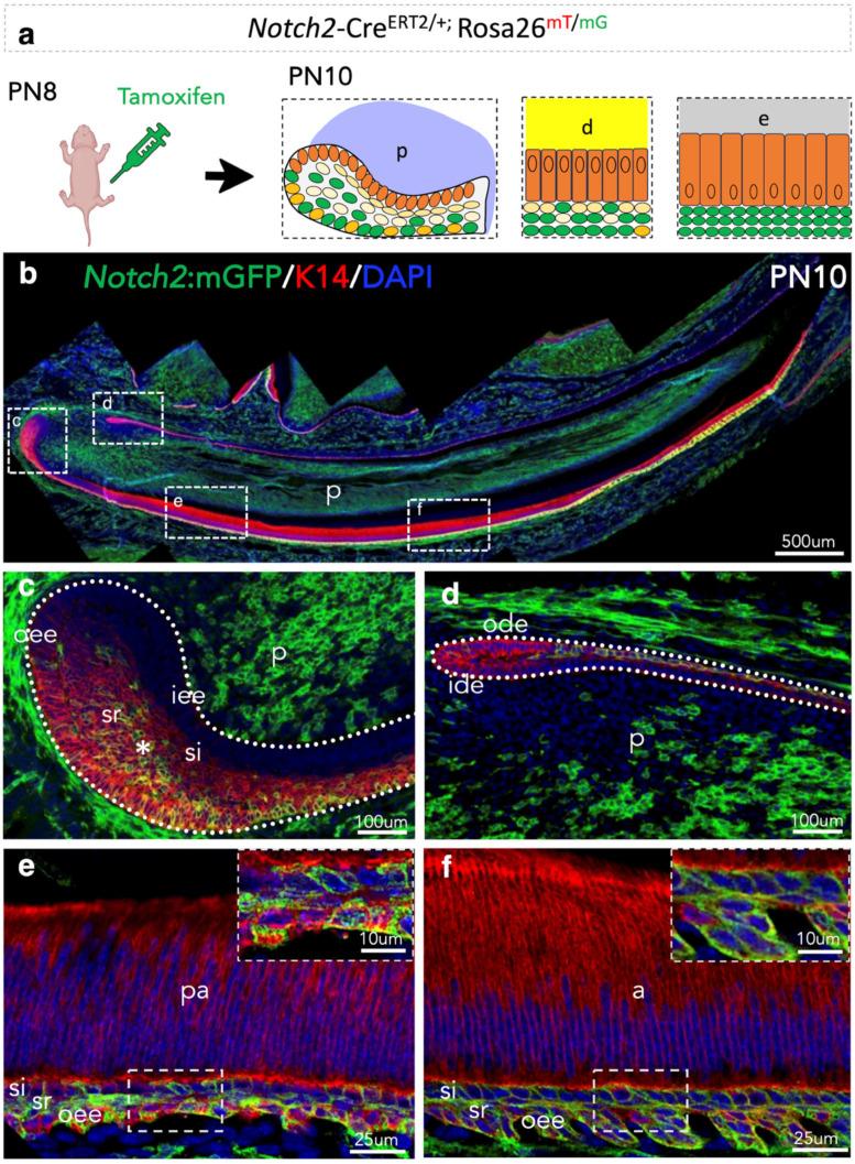 https://cdn.ncbi.nlm.nih.gov/pmc/blobs/95d4/12345687/f1460eaf7f24/cells-14-01224-g003.jpg
