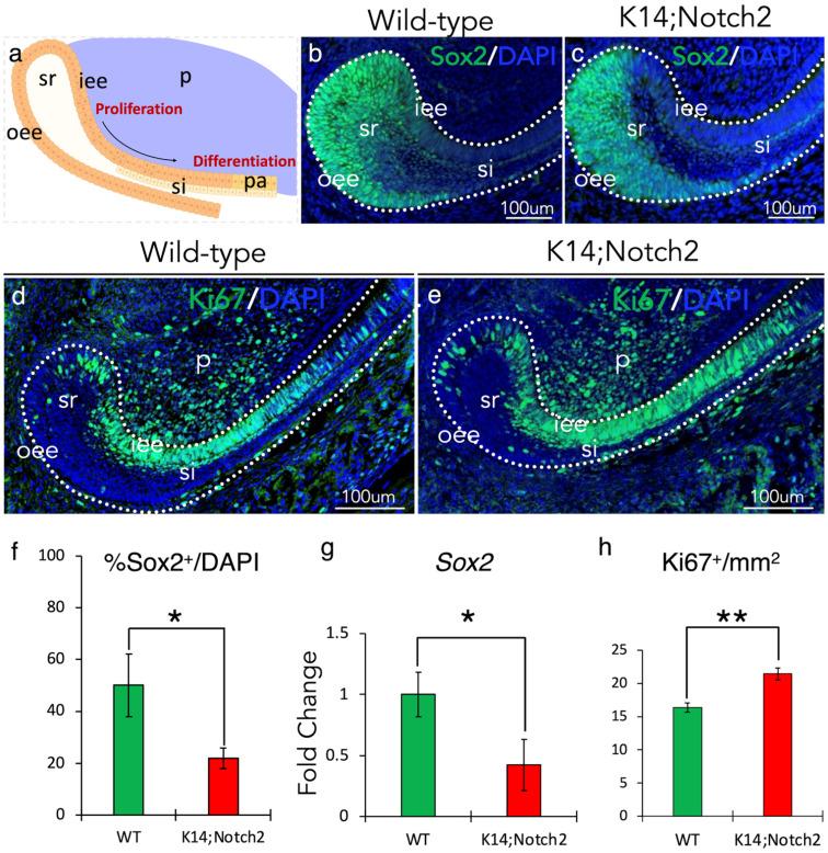 https://cdn.ncbi.nlm.nih.gov/pmc/blobs/95d4/12345687/f5914a0546a6/cells-14-01224-g008.jpg