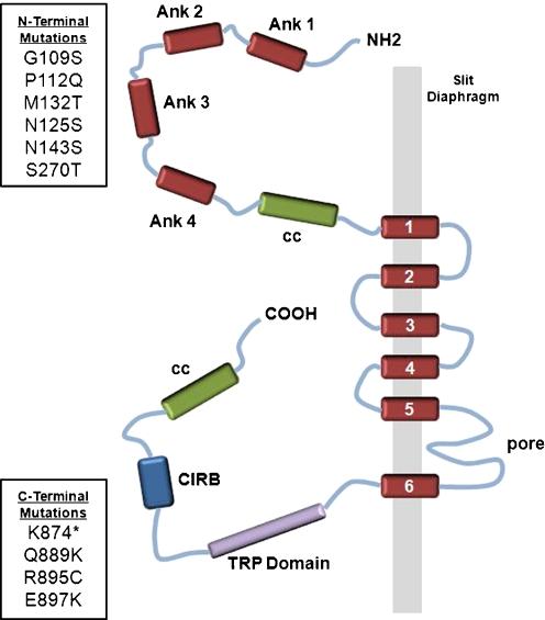 https://cdn.ncbi.nlm.nih.gov/pmc/blobs/95db/3098353/bb4bd781ee47/467_2010_1718_Fig1_HTML.jpg