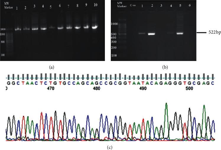 https://cdn.ncbi.nlm.nih.gov/pmc/blobs/95dd/7609147/6b713f9b4f37/ijmicro2020-8825718.001.jpg