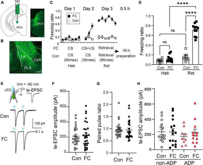 https://cdn.ncbi.nlm.nih.gov/pmc/blobs/95e6/10755964/3796f3f48f93/fncel-17-1292822-g004.jpg