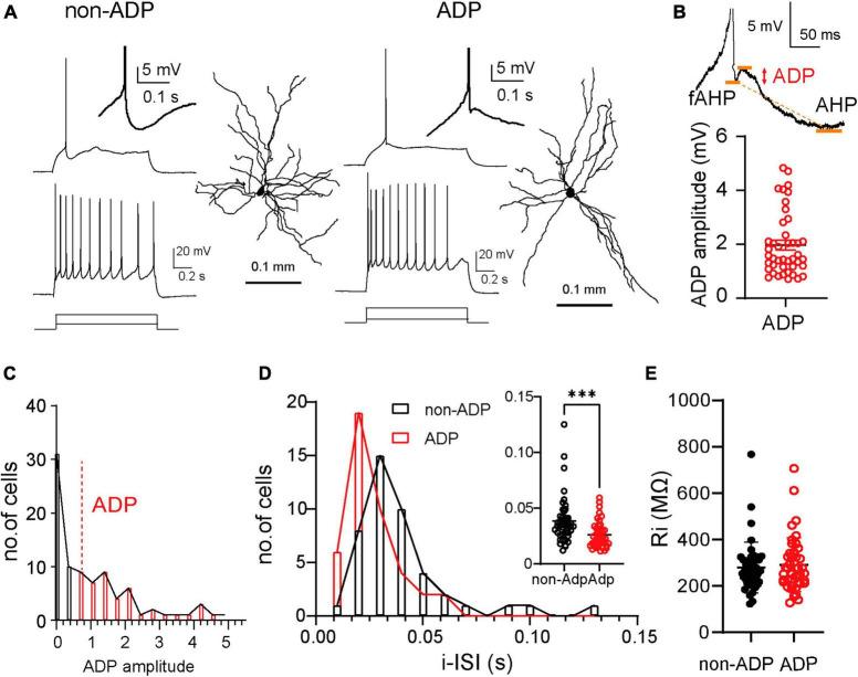 https://cdn.ncbi.nlm.nih.gov/pmc/blobs/95e6/10755964/794274f1b0e1/fncel-17-1292822-g001.jpg