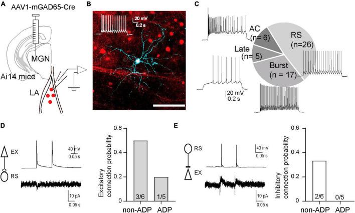 https://cdn.ncbi.nlm.nih.gov/pmc/blobs/95e6/10755964/9005a8b11892/fncel-17-1292822-g006.jpg