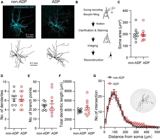 https://cdn.ncbi.nlm.nih.gov/pmc/blobs/95e6/10755964/dc7c9009b98d/fncel-17-1292822-g003.jpg