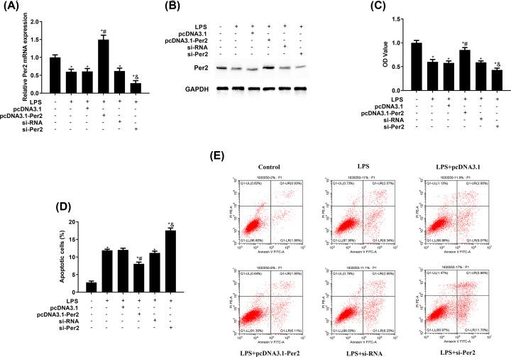 https://cdn.ncbi.nlm.nih.gov/pmc/blobs/95e6/7256672/0d704c3f3e3d/bsr-40-bsr20200417-g2.jpg