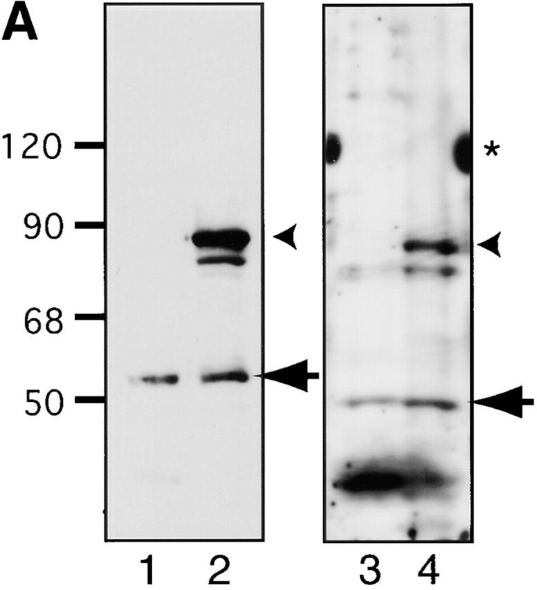https://cdn.ncbi.nlm.nih.gov/pmc/blobs/95ed/2173543/f3d50121ab4a/0203035f1a.jpg