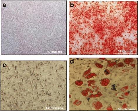 https://cdn.ncbi.nlm.nih.gov/pmc/blobs/95f1/5508489/133647094d40/13287_2017_615_Fig2_HTML.jpg