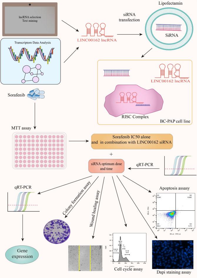 https://cdn.ncbi.nlm.nih.gov/pmc/blobs/95f5/12350744/59a001885e9e/41598_2025_12805_Fig1_HTML.jpg