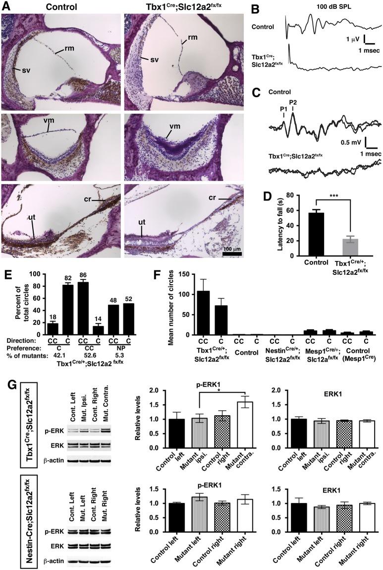 https://cdn.ncbi.nlm.nih.gov/pmc/blobs/9607/5849283/e74be5e01c26/pbio.2002988.g006.jpg