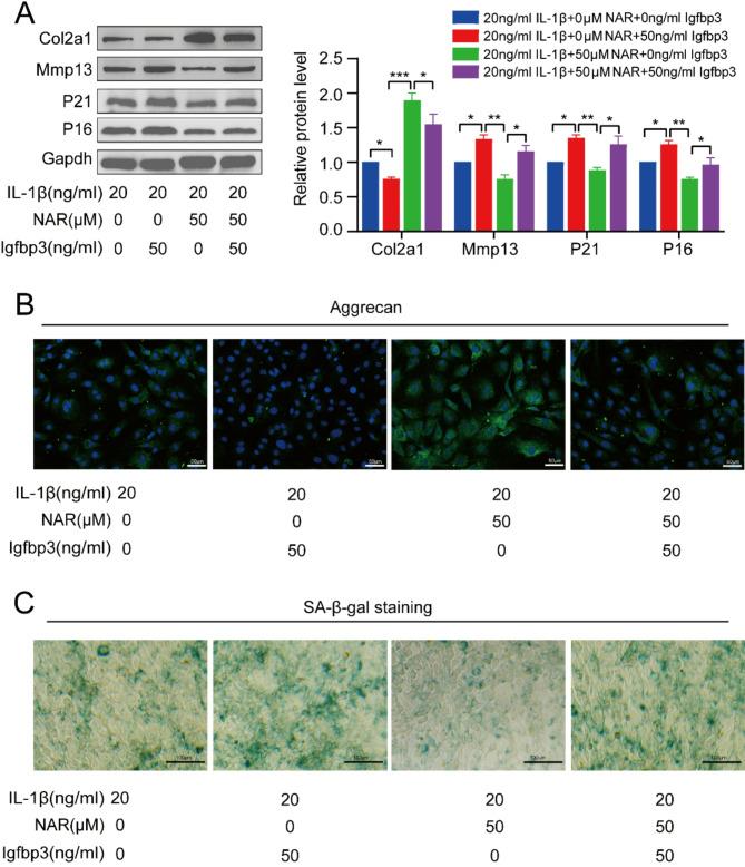 https://cdn.ncbi.nlm.nih.gov/pmc/blobs/960b/11861589/5c17fb385ffa/41598_2025_90909_Fig11_HTML.jpg