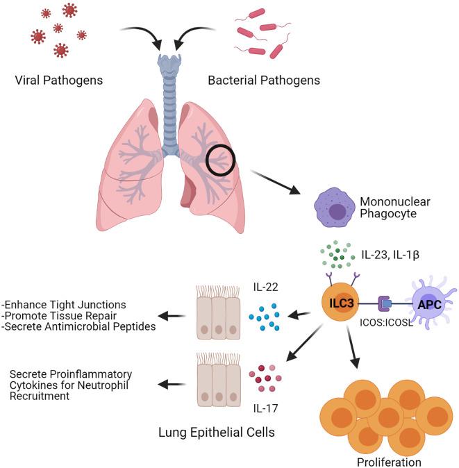 https://cdn.ncbi.nlm.nih.gov/pmc/blobs/9611/8102726/0a824805aa79/fimmu-12-672523-g001.jpg