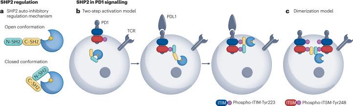 https://cdn.ncbi.nlm.nih.gov/pmc/blobs/9616/9872771/7fb7901ac515/41573_2022_618_Fig2_HTML.jpg