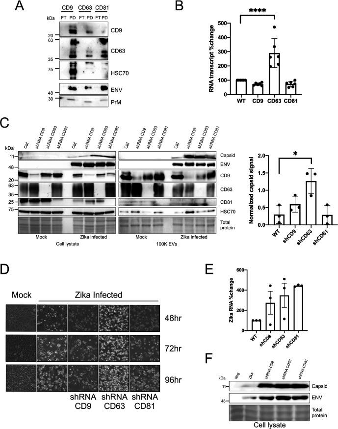 https://cdn.ncbi.nlm.nih.gov/pmc/blobs/961b/8265634/1daba12e8961/msphere.00192-21-f003.jpg