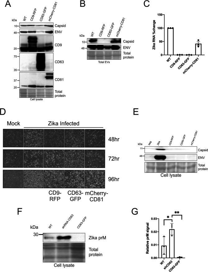 https://cdn.ncbi.nlm.nih.gov/pmc/blobs/961b/8265634/2457c1349082/msphere.00192-21-f004.jpg
