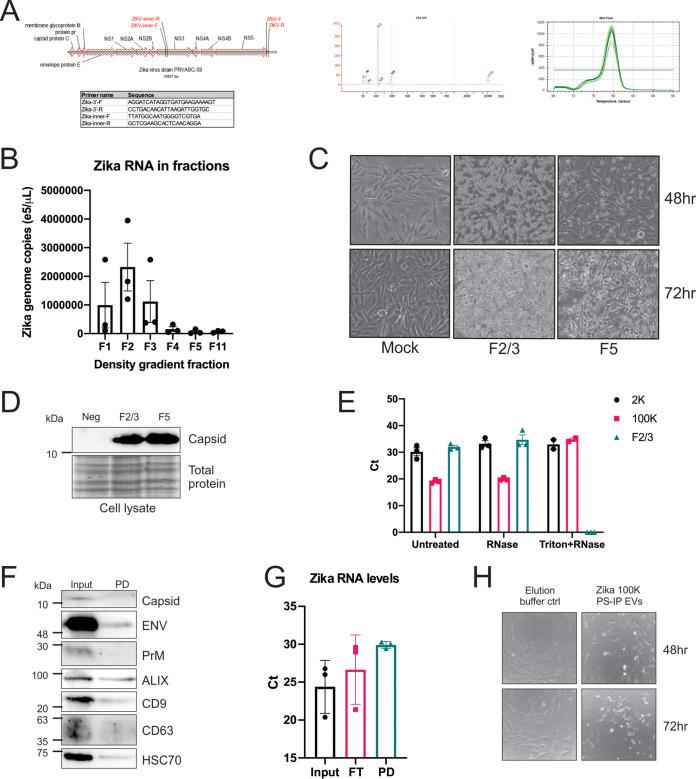 https://cdn.ncbi.nlm.nih.gov/pmc/blobs/961b/8265634/9c253d5c3b63/msphere.00192-21-f002.jpg