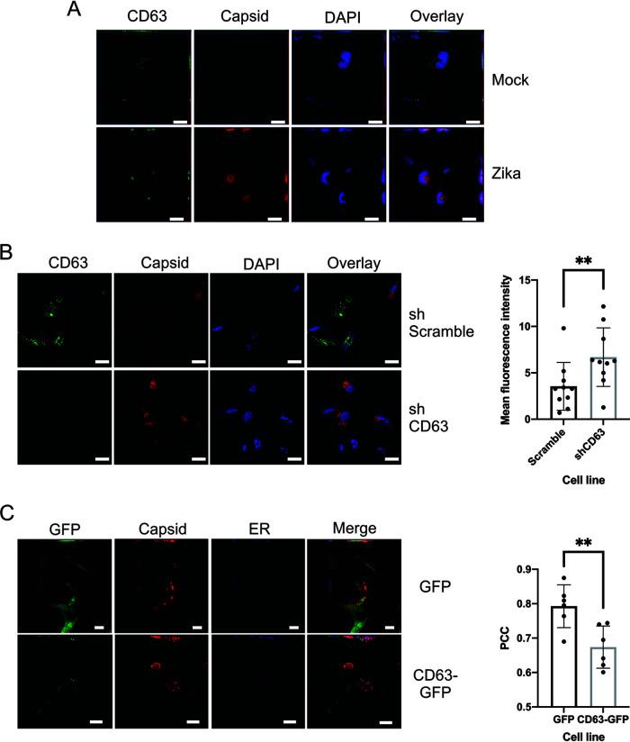 https://cdn.ncbi.nlm.nih.gov/pmc/blobs/961b/8265634/da8cc659c4b6/msphere.00192-21-f005.jpg