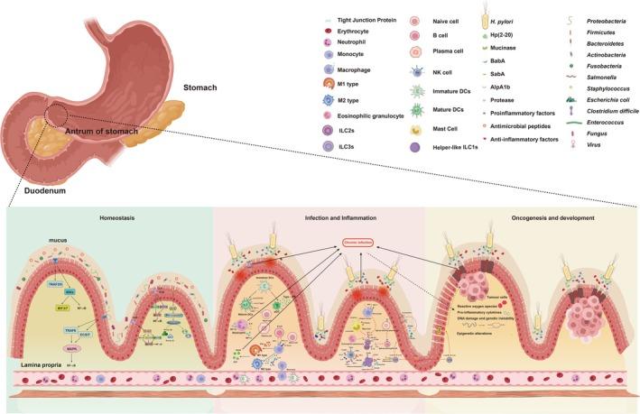 https://cdn.ncbi.nlm.nih.gov/pmc/blobs/961f/11913635/ea610ab70514/HEL-30-e70015-g001.jpg
