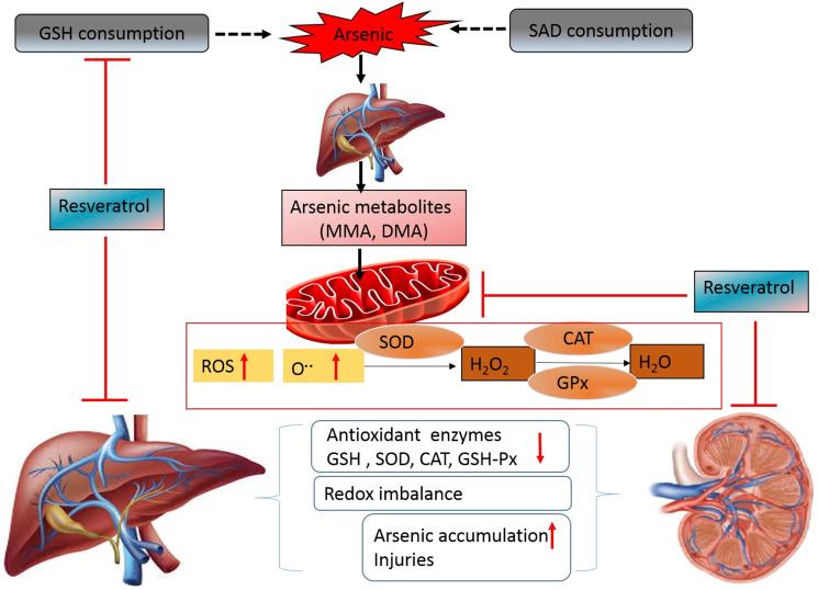 https://cdn.ncbi.nlm.nih.gov/pmc/blobs/9623/8649462/b1748b996c14/10.1177_15593258211060941-fig9.jpg