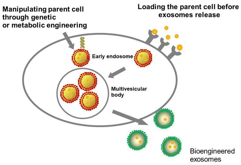 https://cdn.ncbi.nlm.nih.gov/pmc/blobs/9627/7698051/6f738d94b1a8/cancers-12-03386-g002.jpg