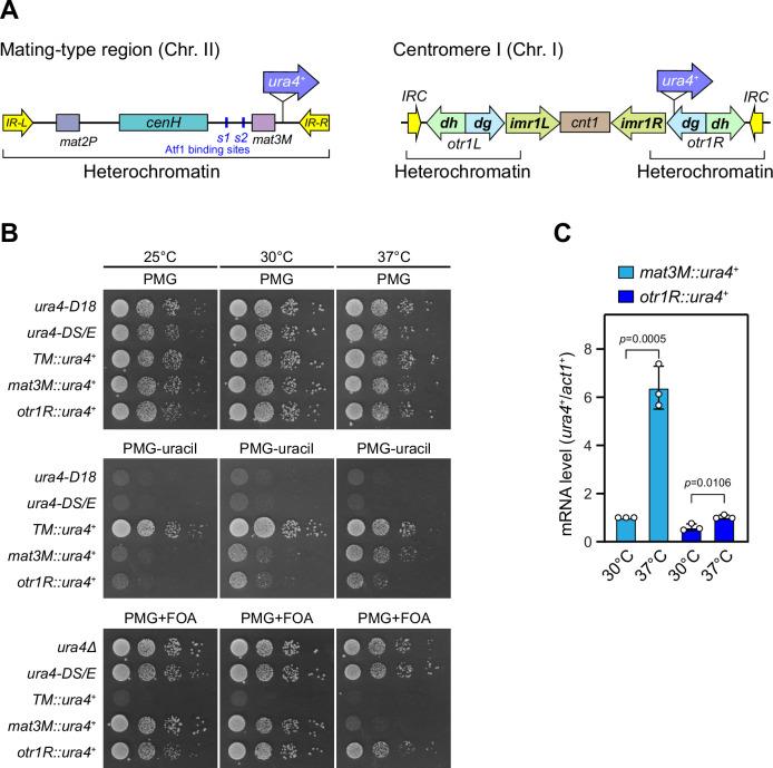 https://cdn.ncbi.nlm.nih.gov/pmc/blobs/9628/10863984/65fcaac483be/elife-90525-fig1-figsupp1.jpg