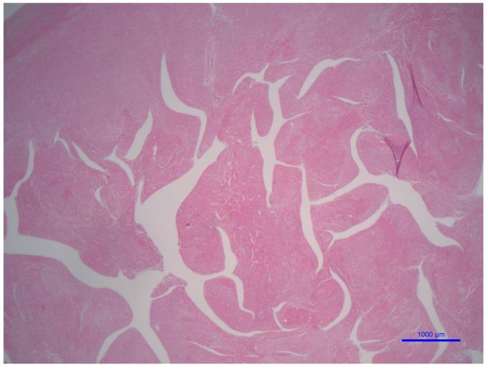 https://cdn.ncbi.nlm.nih.gov/pmc/blobs/962b/12027479/73c434cd8784/genes-16-00465-g005.jpg