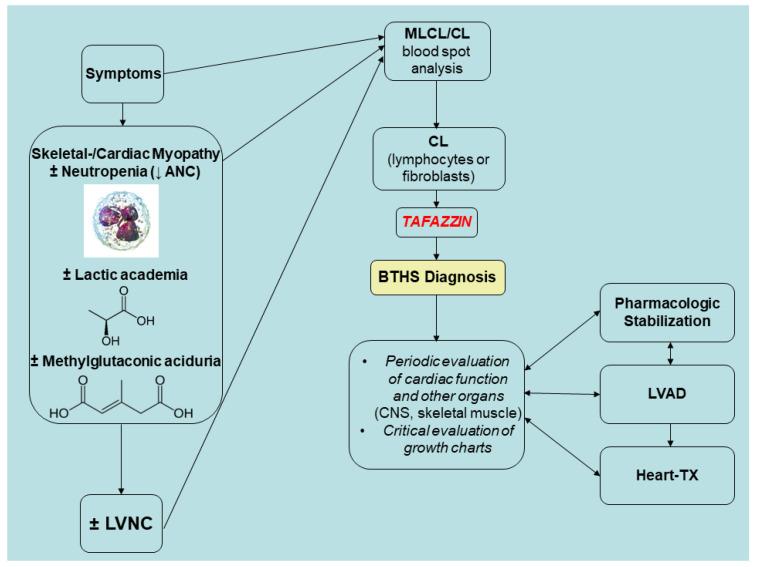 https://cdn.ncbi.nlm.nih.gov/pmc/blobs/962b/12027479/935fb2ce9dc9/genes-16-00465-g007.jpg