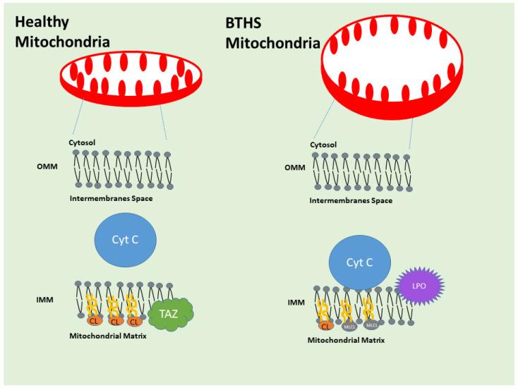 https://cdn.ncbi.nlm.nih.gov/pmc/blobs/962b/12027479/ce619dd8d876/genes-16-00465-g003.jpg