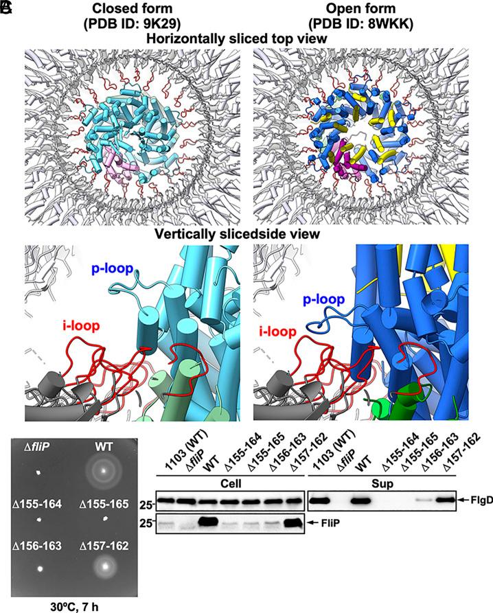 https://cdn.ncbi.nlm.nih.gov/pmc/blobs/962c/12403130/8c33fa530058/pnas.2507221122fig06.jpg