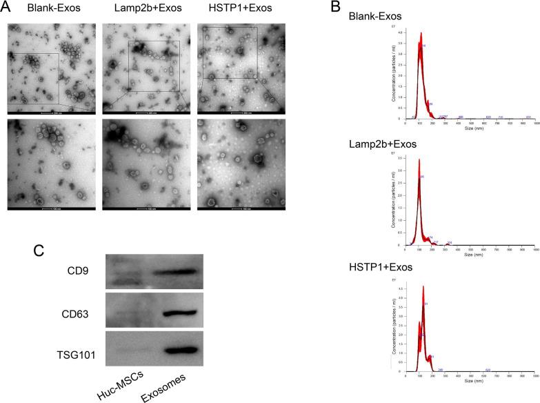 https://cdn.ncbi.nlm.nih.gov/pmc/blobs/962e/9526331/851dca93cbe6/12951_2022_1636_Fig5_HTML.jpg