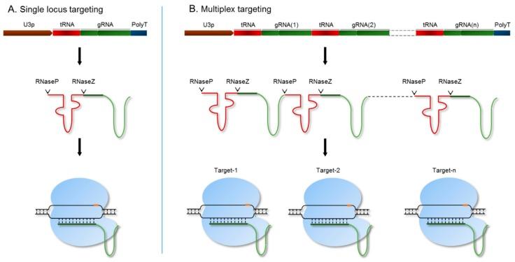 https://cdn.ncbi.nlm.nih.gov/pmc/blobs/962f/6723545/8a5059abde43/genes-10-00596-g002.jpg