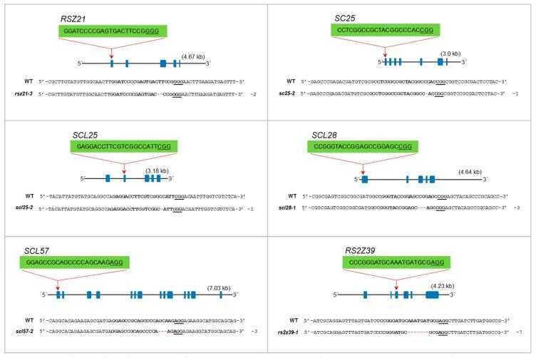 https://cdn.ncbi.nlm.nih.gov/pmc/blobs/962f/6723545/8b7731b7d765/genes-10-00596-g004.jpg