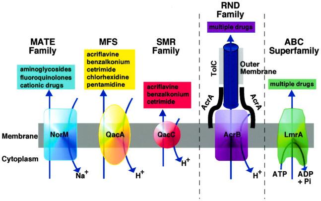 https://cdn.ncbi.nlm.nih.gov/pmc/blobs/9638/8019131/edd893e3040c/gr4_lrg.jpg