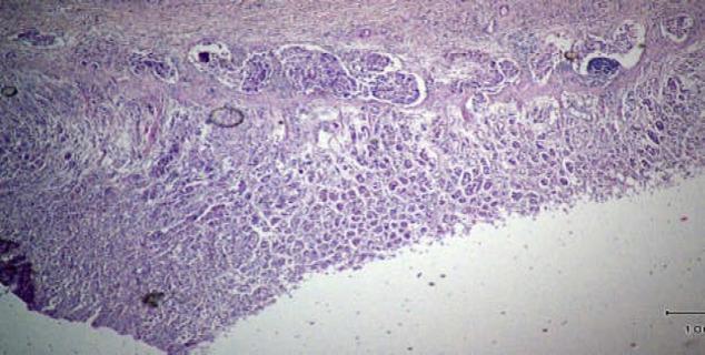 https://cdn.ncbi.nlm.nih.gov/pmc/blobs/963b/8245838/a0cce634d741/GHFBB-14-276-g004.jpg