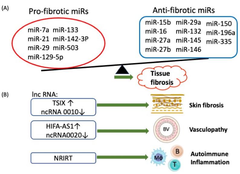 https://cdn.ncbi.nlm.nih.gov/pmc/blobs/963c/8699891/1a5d00ae788b/cells-10-03402-g003.jpg