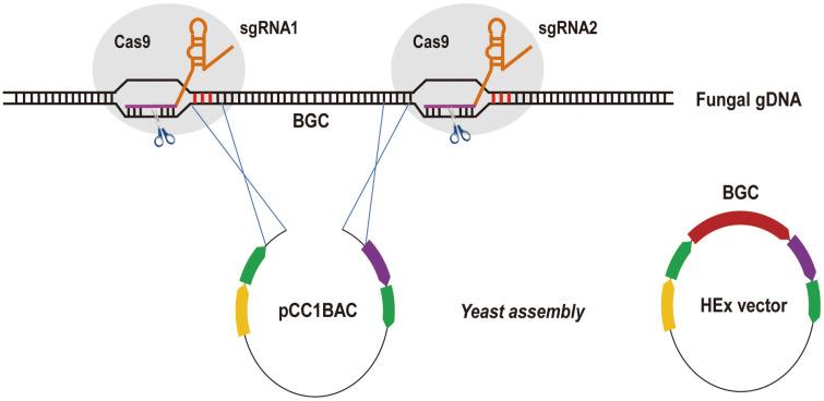 https://cdn.ncbi.nlm.nih.gov/pmc/blobs/963c/9705949/90c0f80ff9f8/jmb-31-1-8-f1.jpg