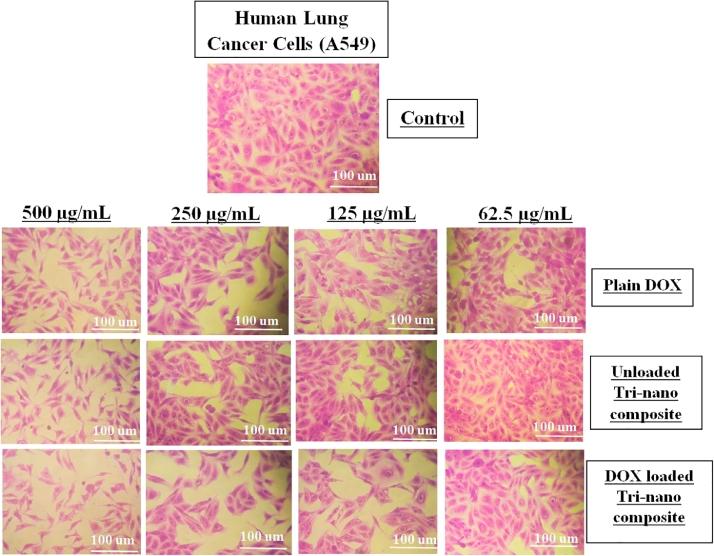 https://cdn.ncbi.nlm.nih.gov/pmc/blobs/963d/9171453/f11b2a3e640d/gr9.jpg