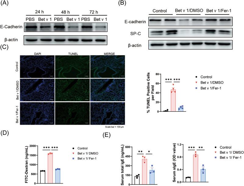 https://cdn.ncbi.nlm.nih.gov/pmc/blobs/963f/10891108/292882826638/41420_2024_1861_Fig6_HTML.jpg