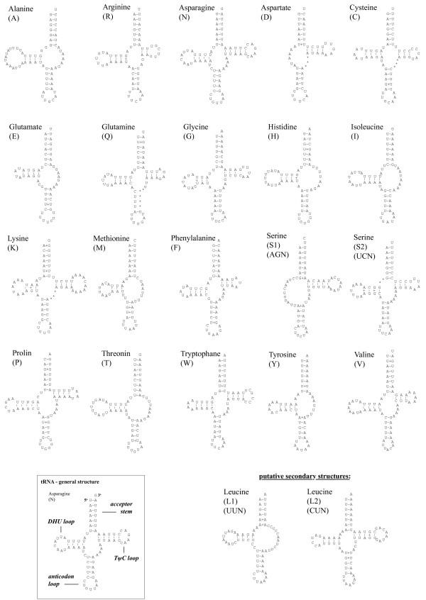 https://cdn.ncbi.nlm.nih.gov/pmc/blobs/963f/2973942/2de11f937a8e/1471-2148-10-309-2.jpg
