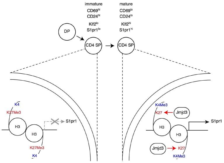 https://cdn.ncbi.nlm.nih.gov/pmc/blobs/963f/6456692/82bd192cafcd/fimmu-10-00688-g0003.jpg
