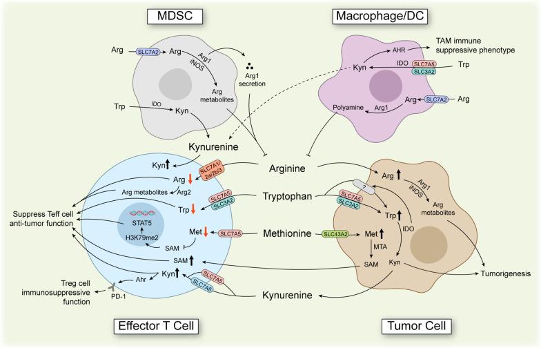 https://cdn.ncbi.nlm.nih.gov/pmc/blobs/9643/10240810/23012732938a/13045_2023_1453_Fig4_HTML.jpg