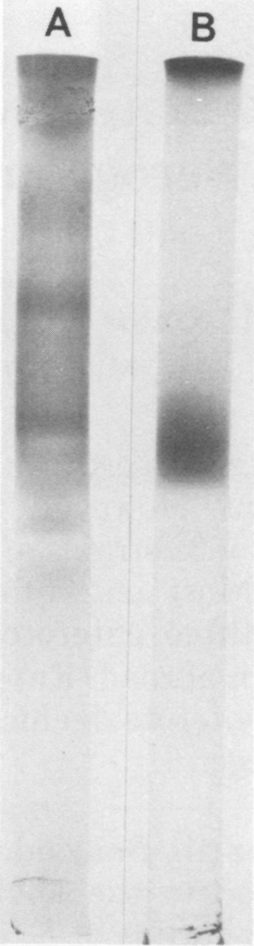 https://cdn.ncbi.nlm.nih.gov/pmc/blobs/9644/351809/4d12adebea89/iai00165-0519-a.jpg